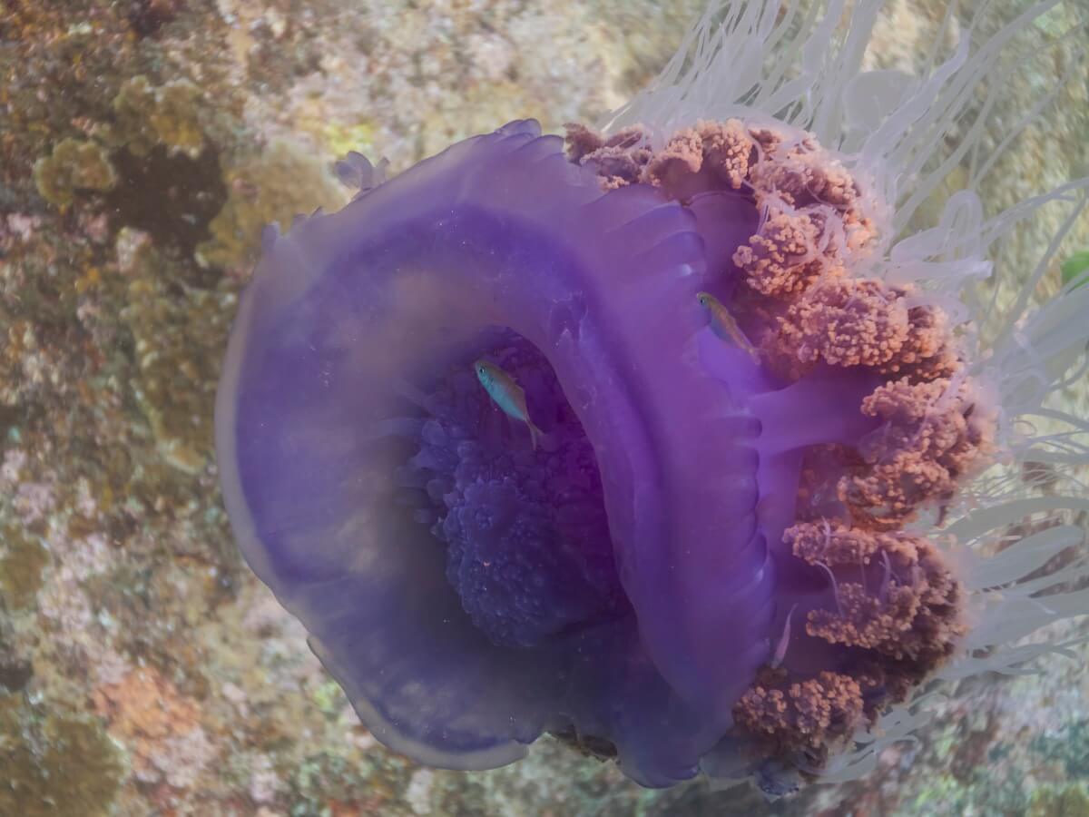 Las medusas son animales sin huesos.