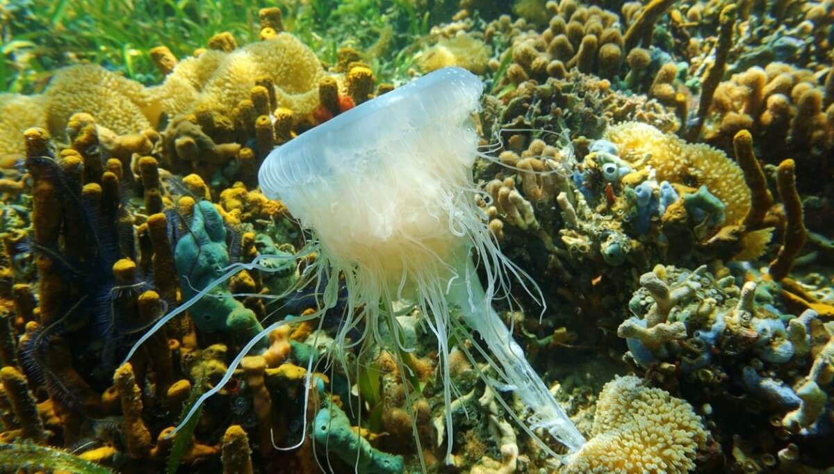 Una delle meduse più grandi del mondo.