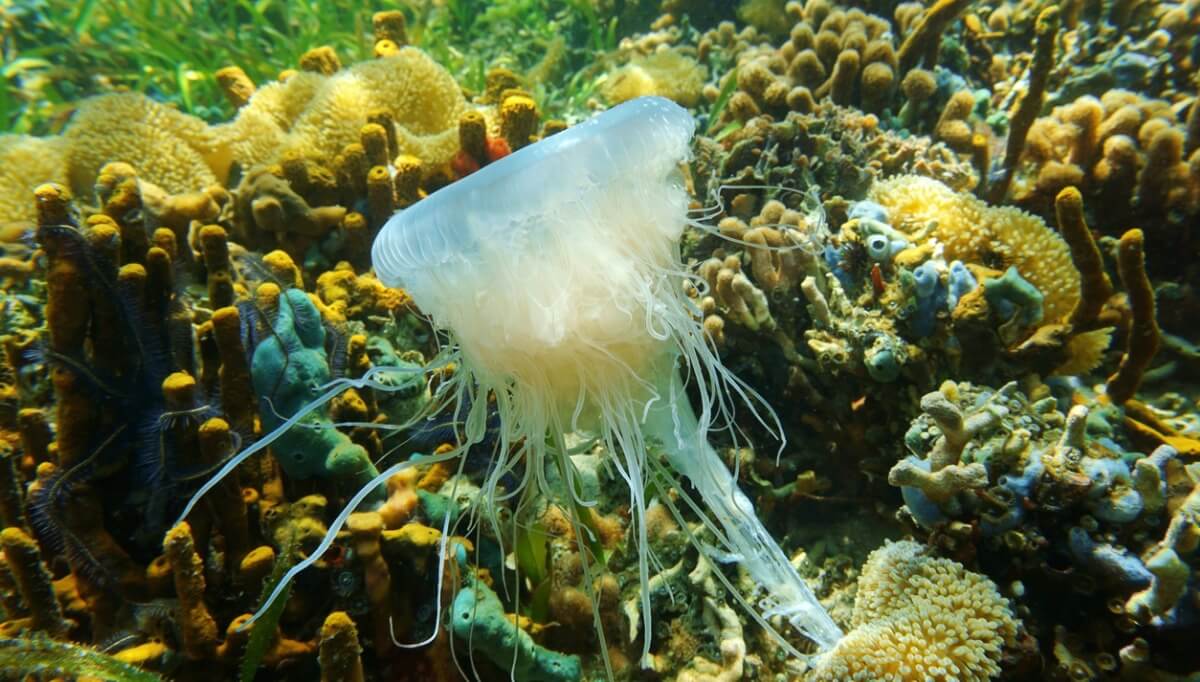 One of the largest jellyfish in the world.