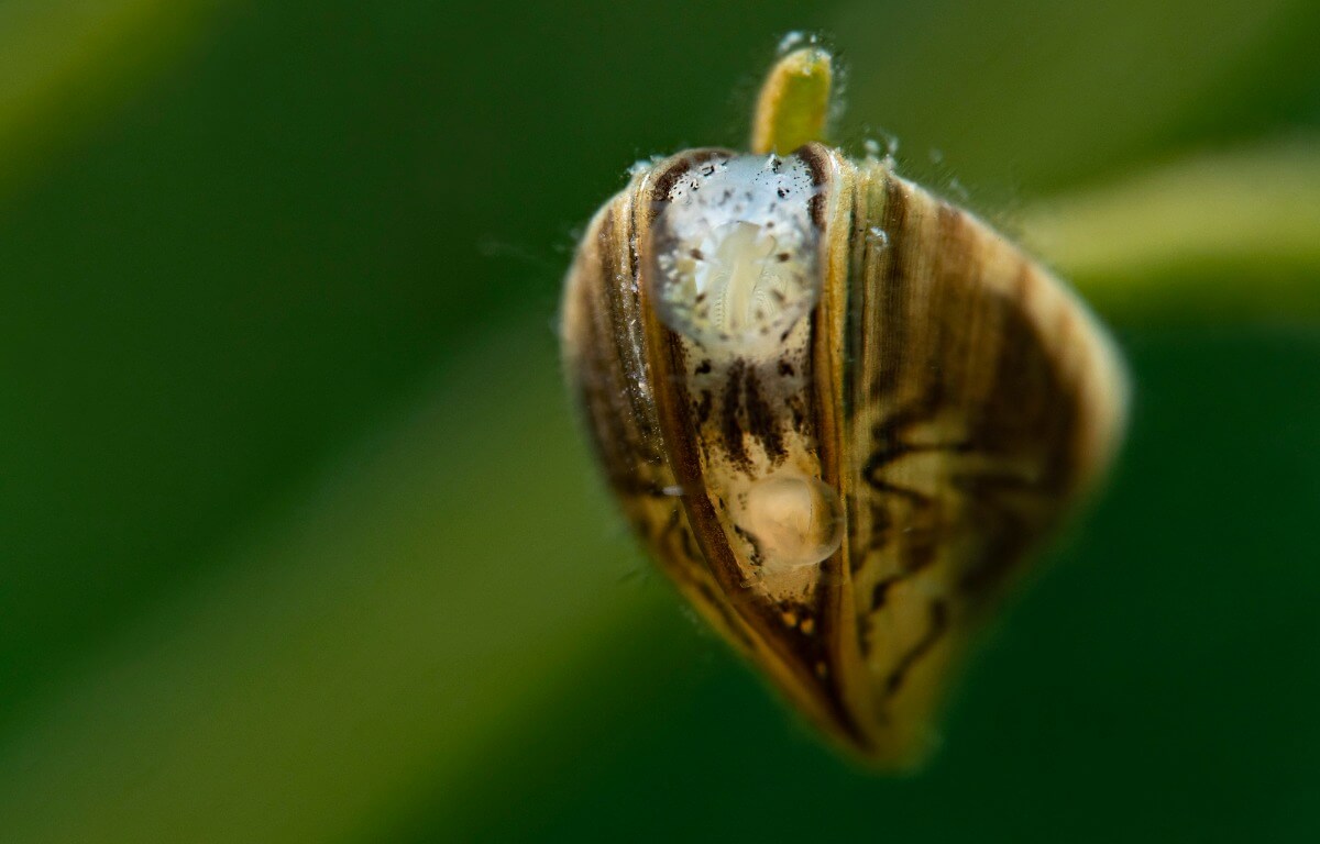 A zebra mussel glued to a leaf.