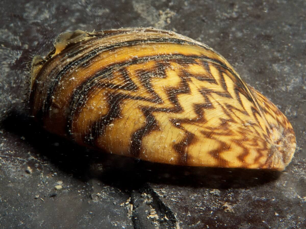 A zebra mussel on a stone.