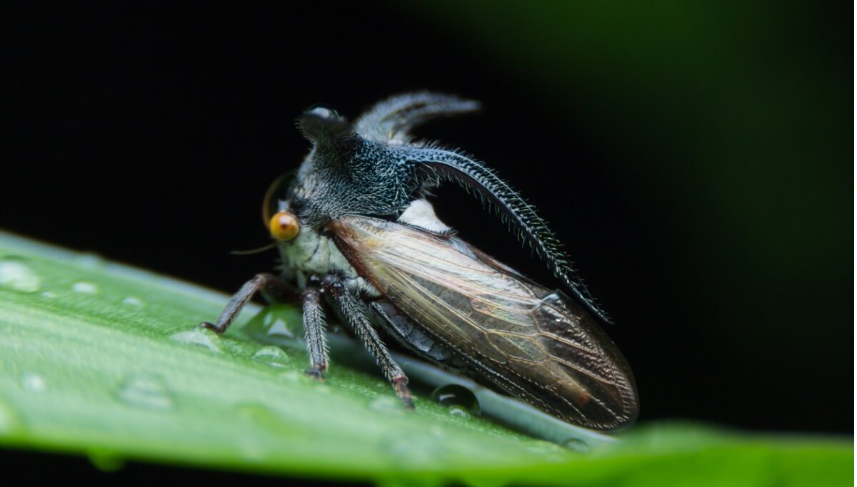 Uno de los insectos más raros del mundo.