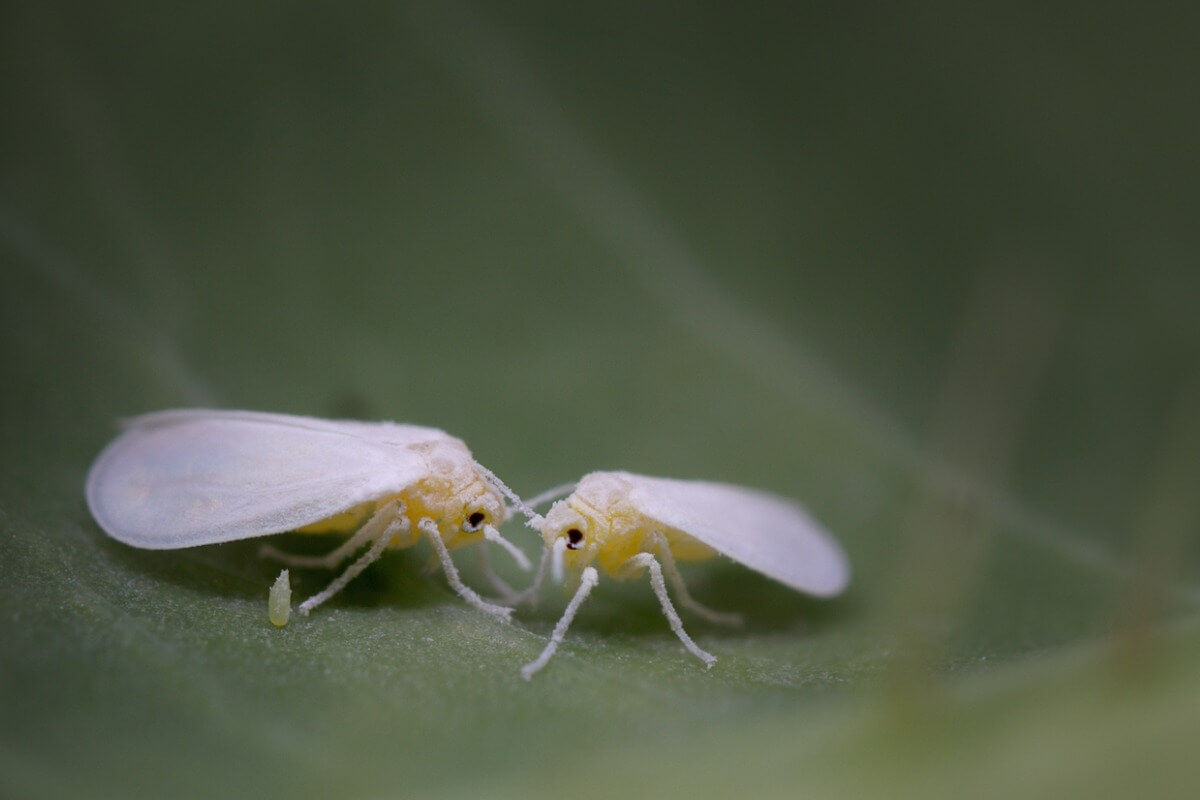 Una mosca blanca sobre una hoja. Uno de los animales que atacan cultivos agrícolas.