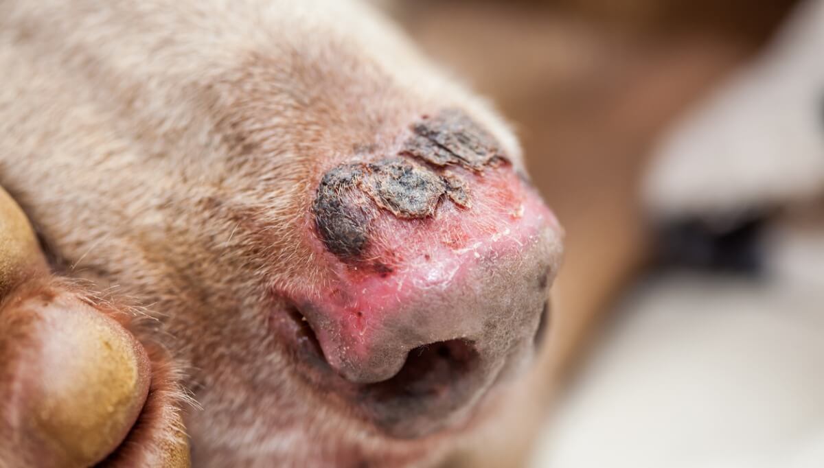 Una lesión en la nariz de un perro.