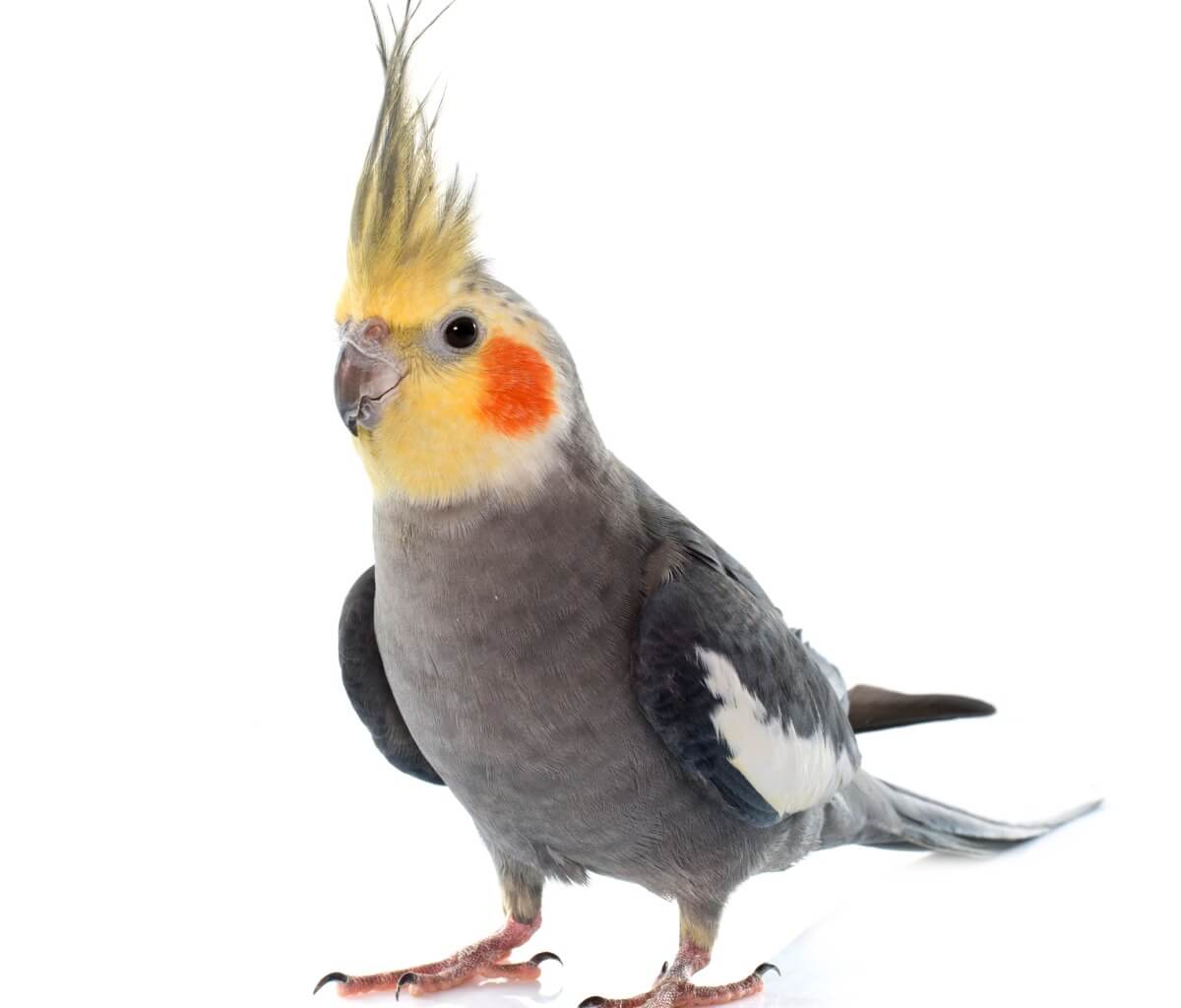 Le ninfe possono parlare.