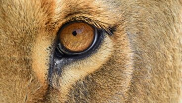 Mamíferos placentarios: tipos y características