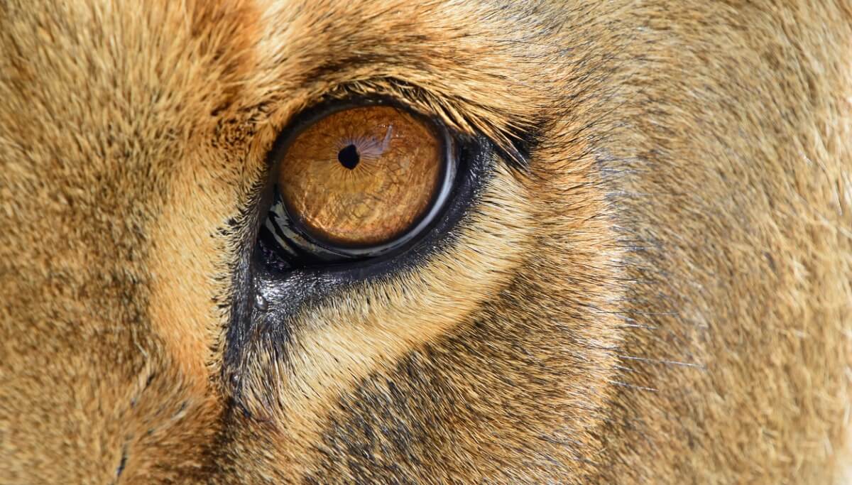 Wildtiere als Haustiere: Der Jaglion ist ein weiteres Hybridtier.