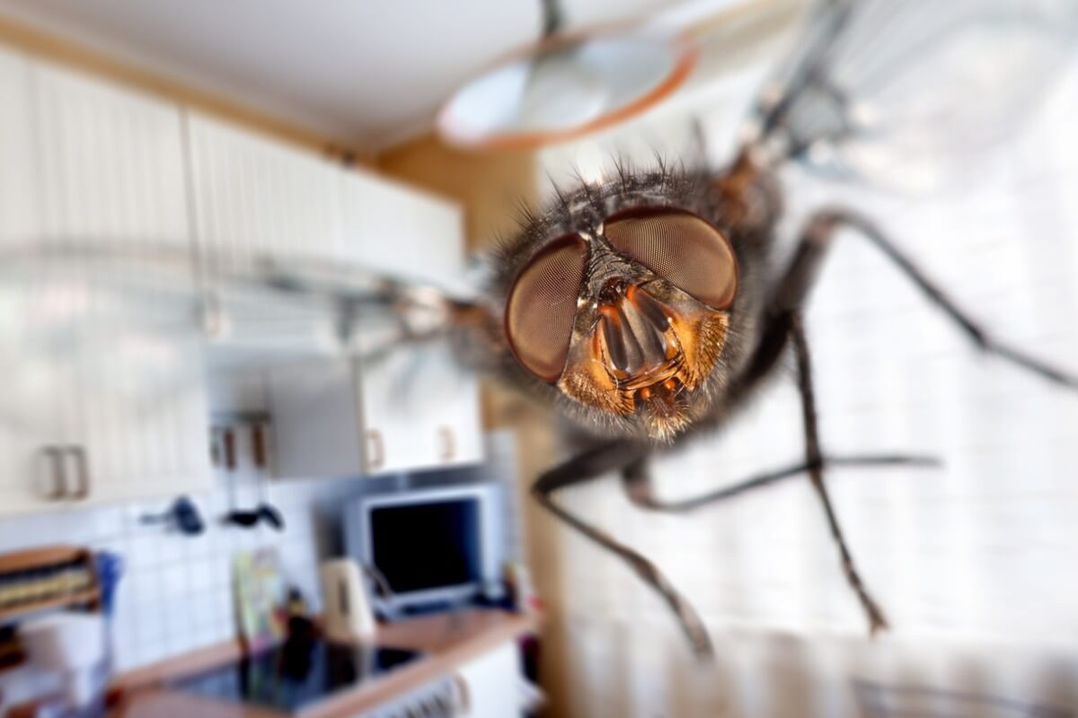 What is fly vision like?