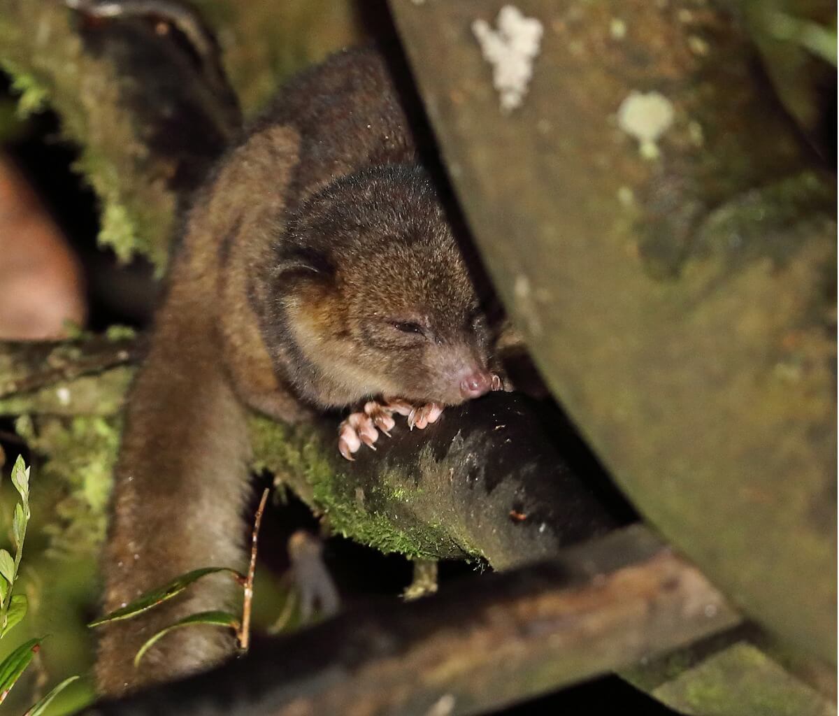 Another one of the animals that looks like a raccoon.