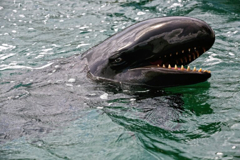 Orca negra u orca falsa: características, hábitat y alimentación