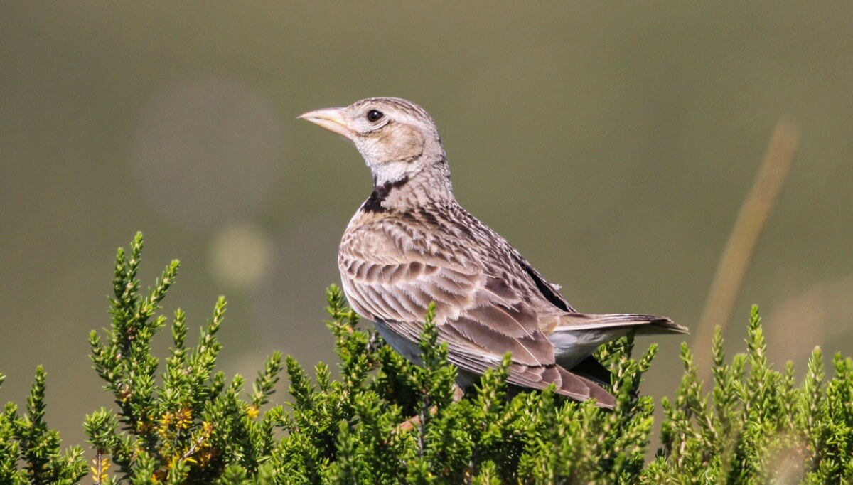 Calender birds are animals that only eat fruit.