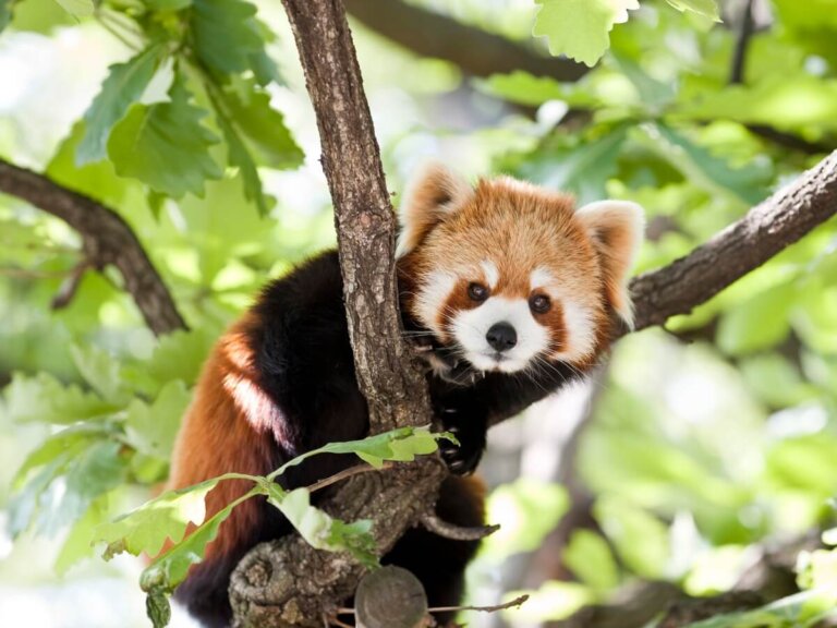6 animales similares al mapache