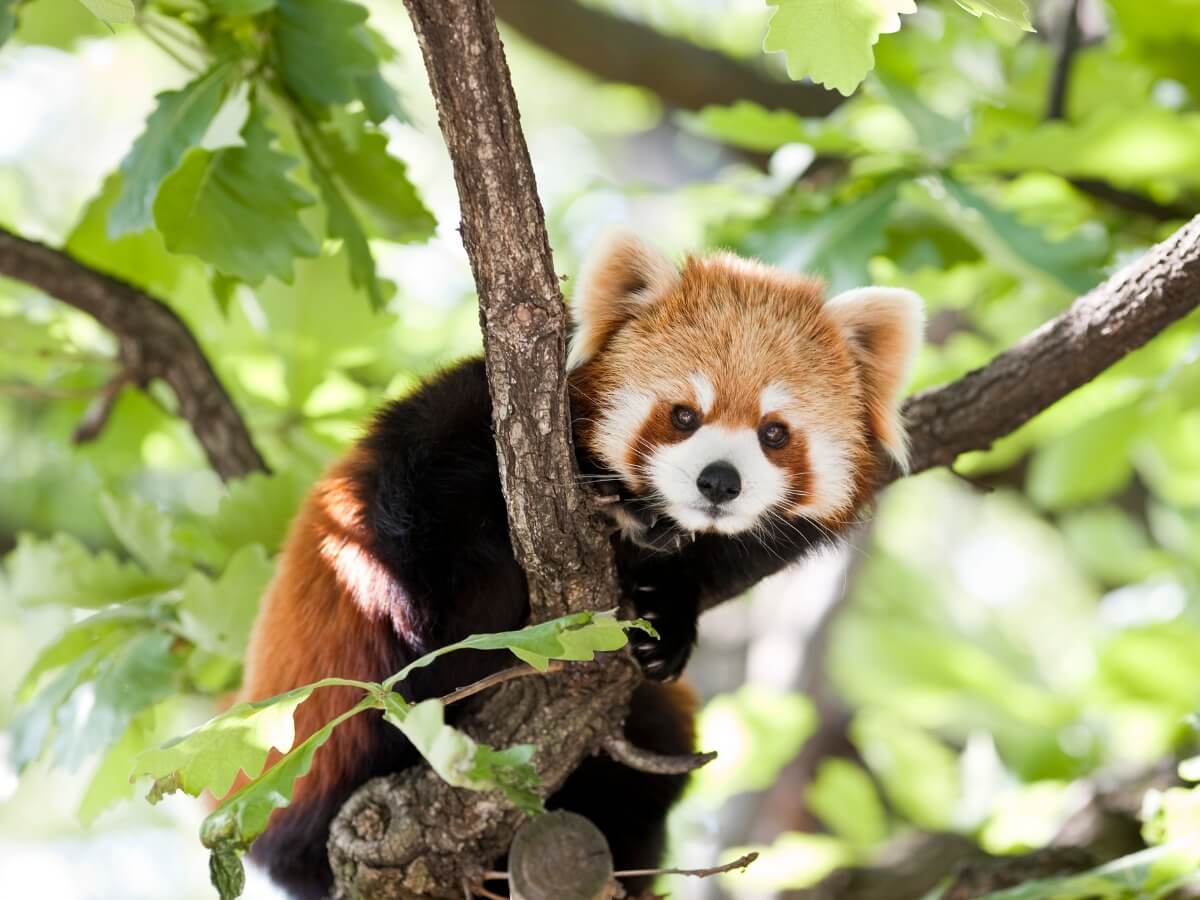 Um dos animais que parece um guaxinim.