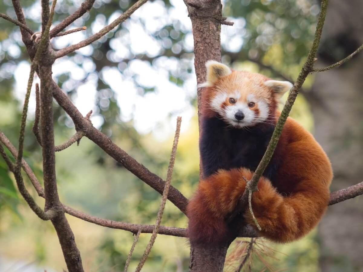 Rakun gibi görünen bir kırmızı panda.