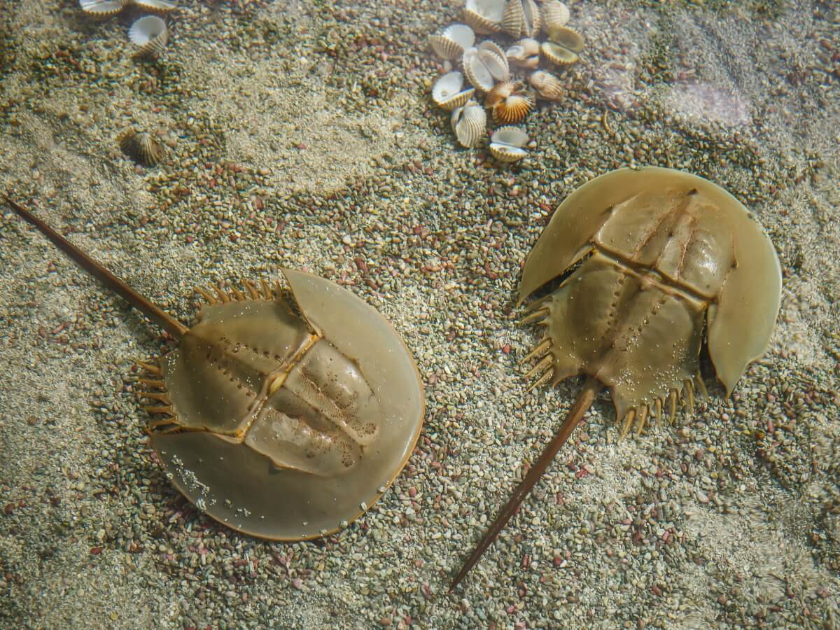 A pair of horseshoe crabs.