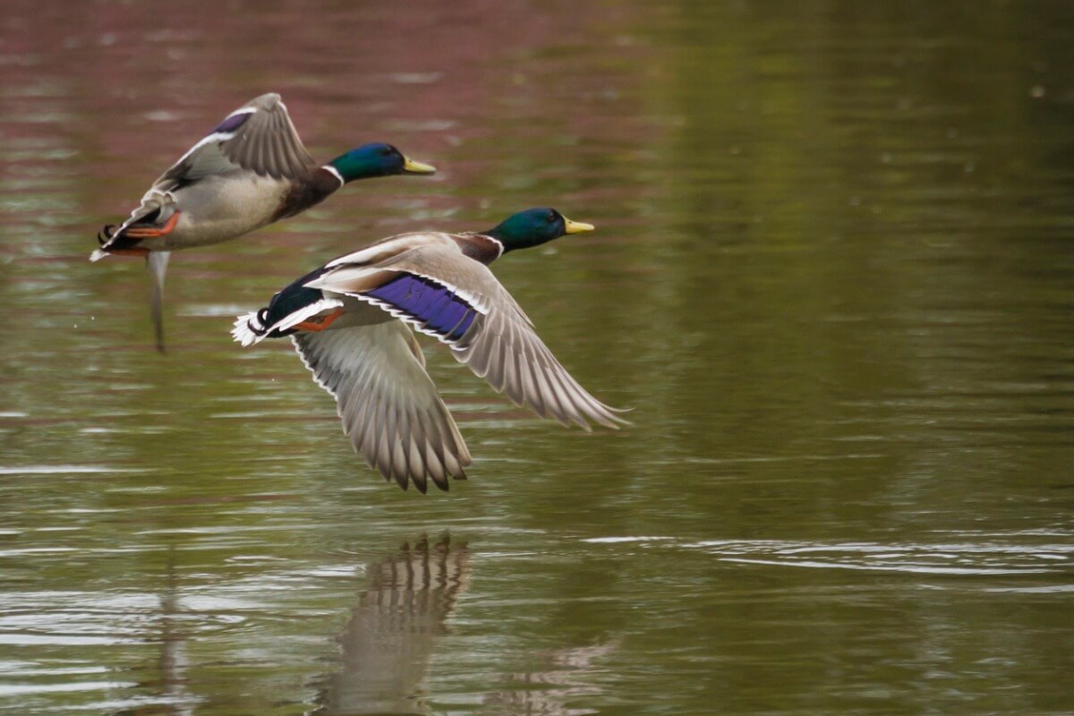 Some ducks flying