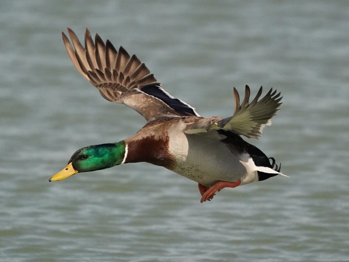 Was fressen Enten?