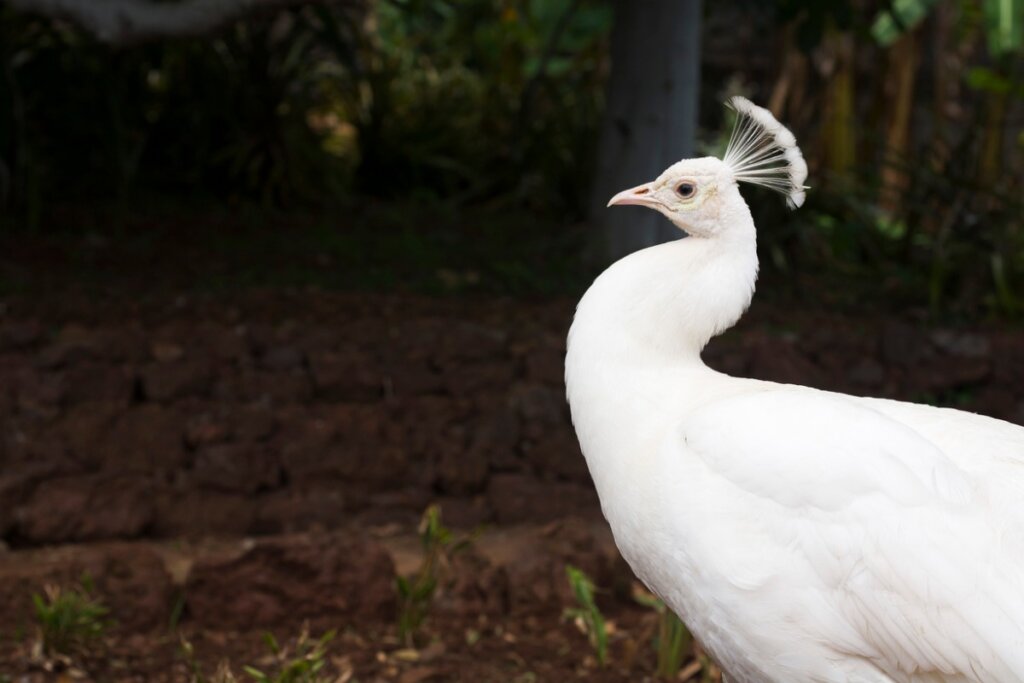 El curioso caso del pavo real albino