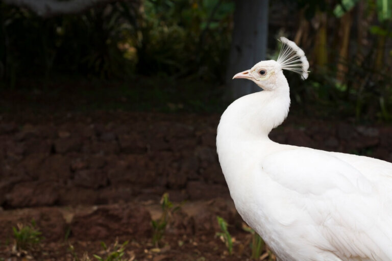 El curioso caso del pavo real albino