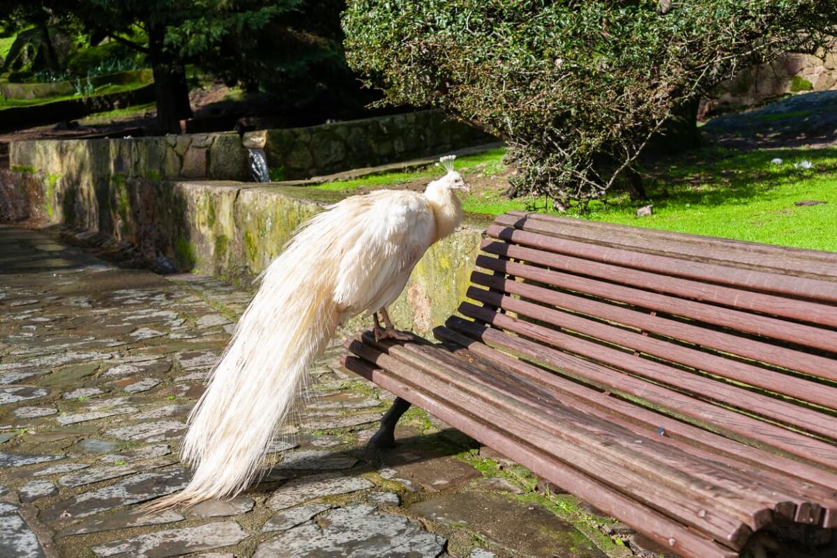 Un pavo real albino sobre un banco.