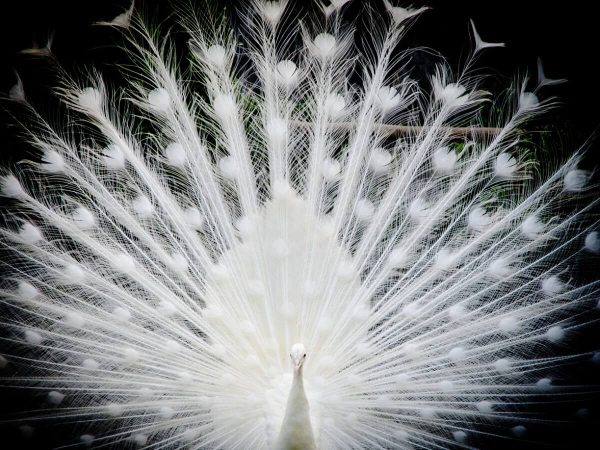 Un pavo real albino enseña la cola.