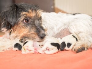 La alimentación de una perra después del parto