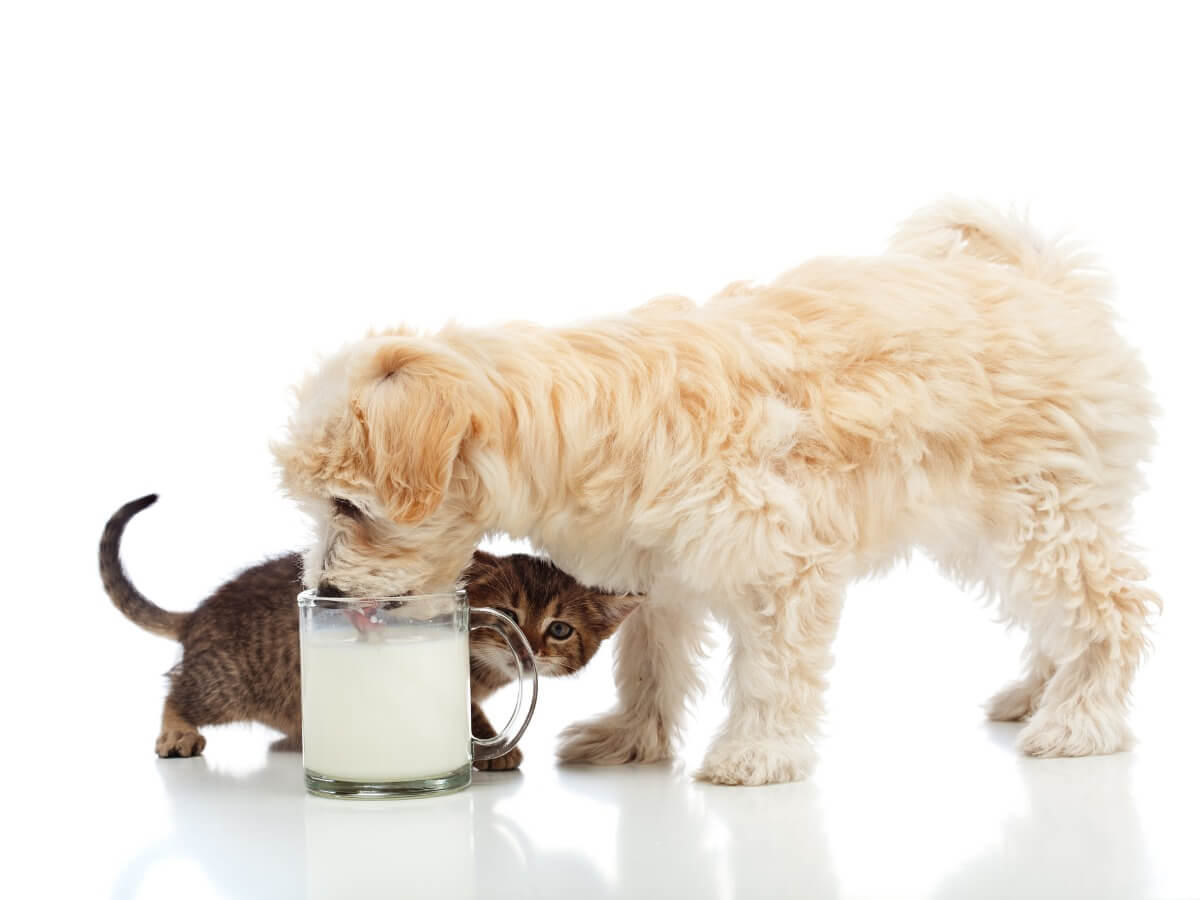 Can a dog drink milk?