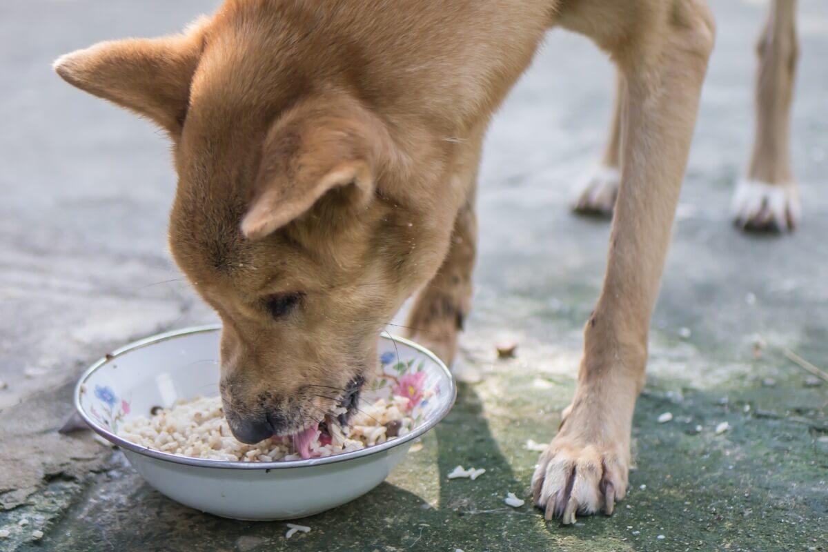 Un perro que come arroz.