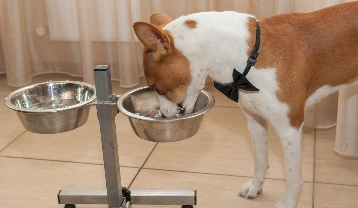 Un chien mange un bol de riz.