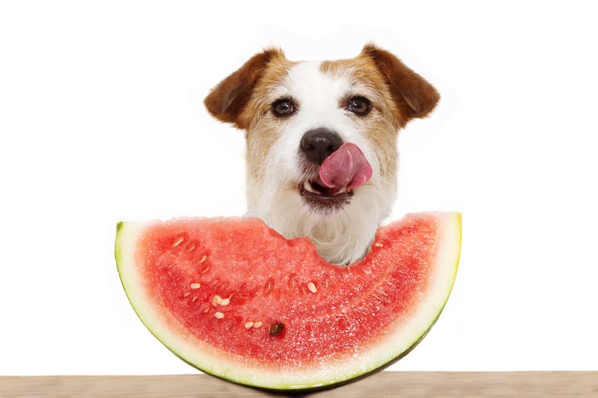I cani possono mangiare l'anguria?