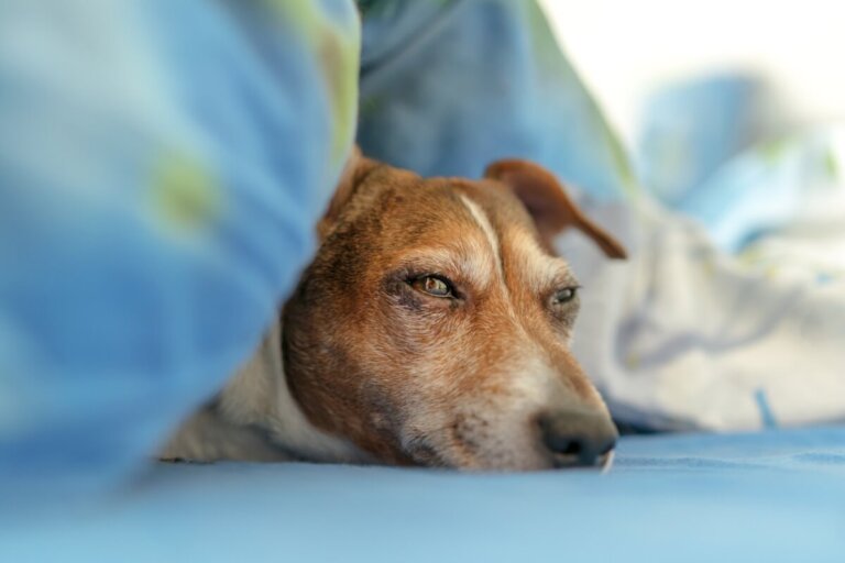 ¿Por qué mi perro duerme con los ojos abiertos?