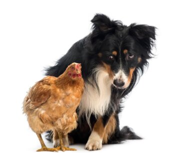 ¿Por qué mi perro ataca a las gallinas y cómo evitarlo?