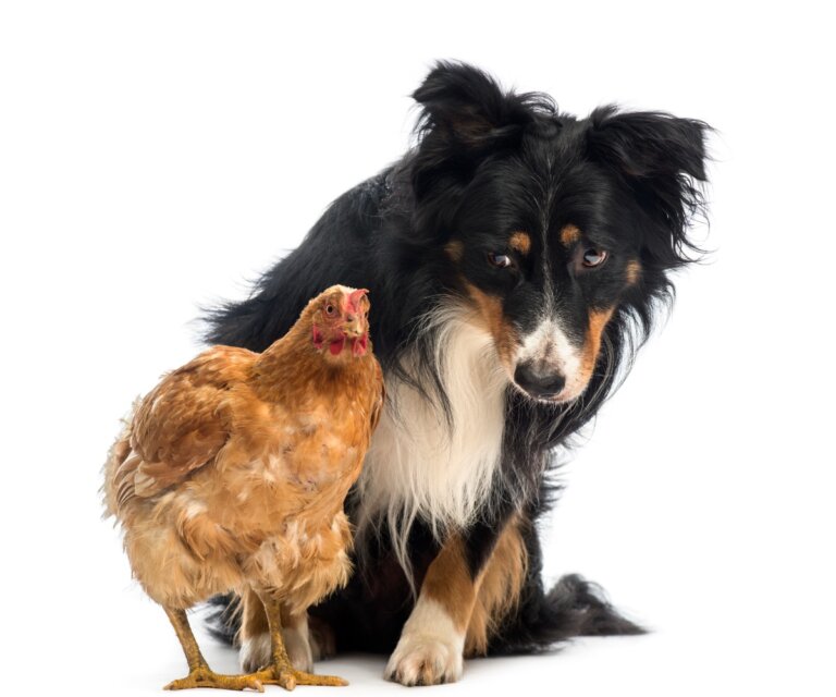 ¿Por qué mi perro ataca a las gallinas y cómo evitarlo?