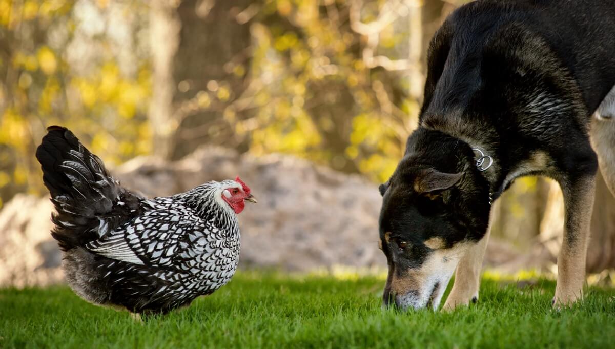 Un chien et une poule se regardent.