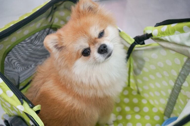 Guarderías para perros: ventajas y desventajas