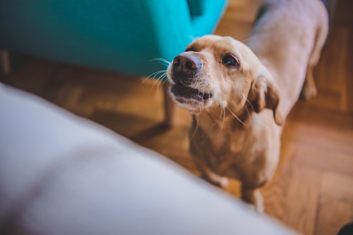 El ladrido de un perro a cámara.