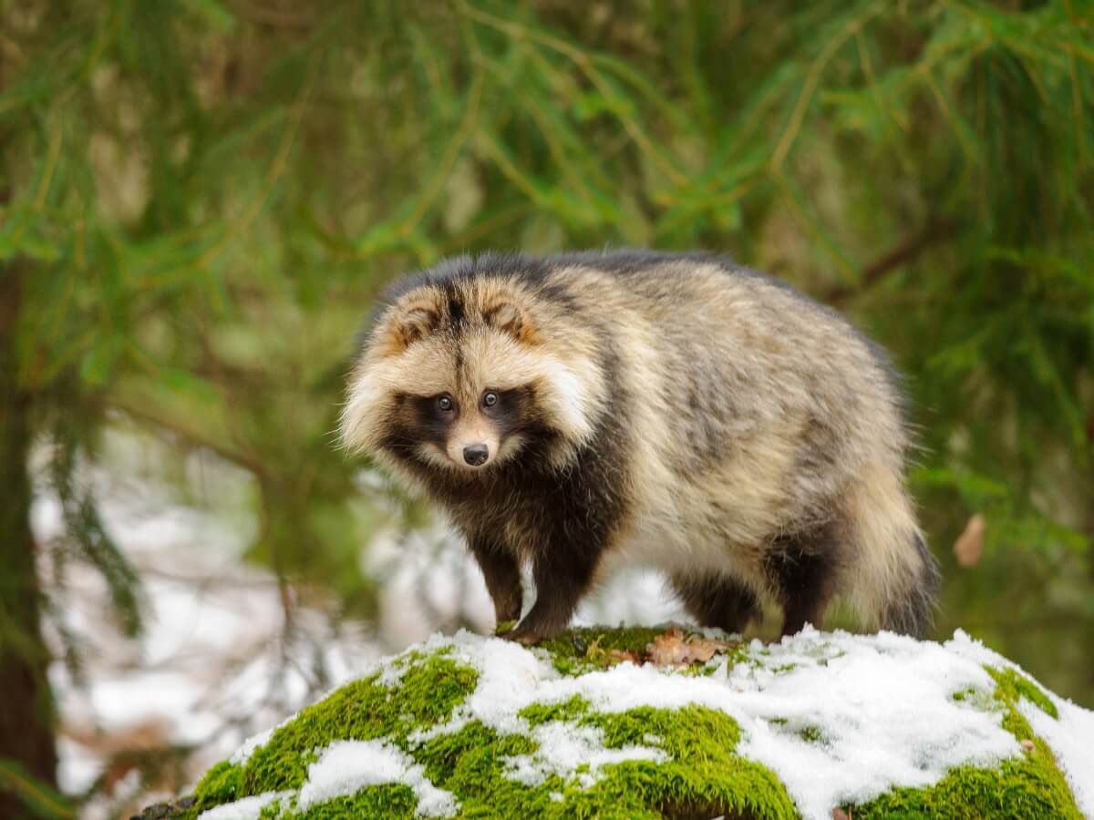 A raccoon dog.