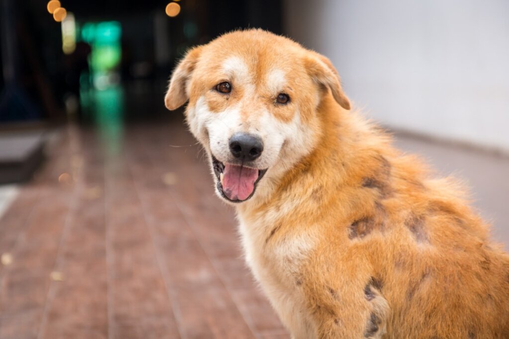 Un perro con pénfigo.