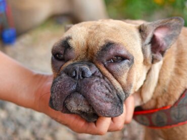 Cara hinchada en perros: causas, síntomas y tratamiento