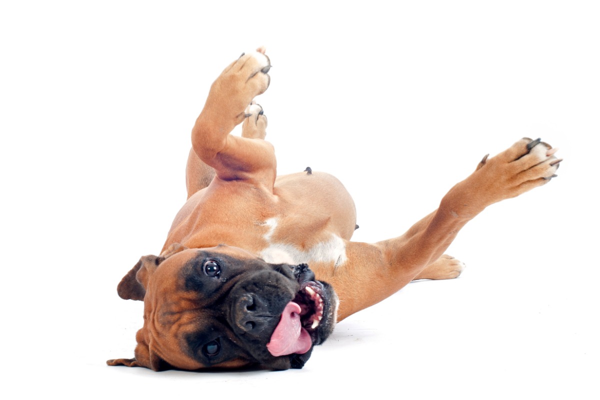 Un perro contento.
