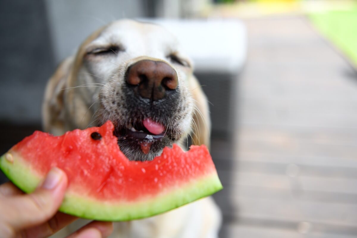 Un cane che gode di un pezzo di anguria.