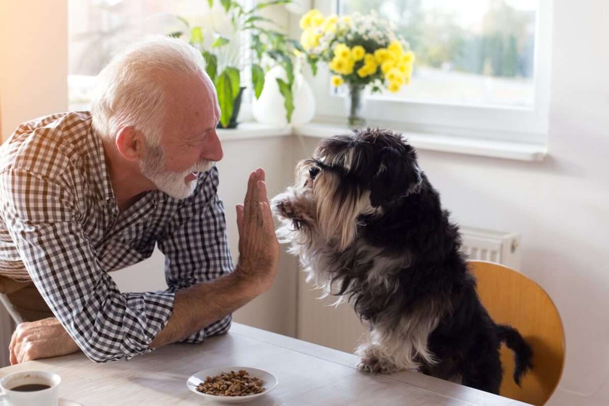 An older man diving a high five to his dog.