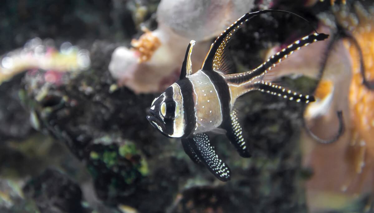 Un pez muy especial en un acuario.