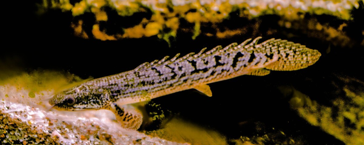 Un des poissons qui peuvent respirer sous l'eau.