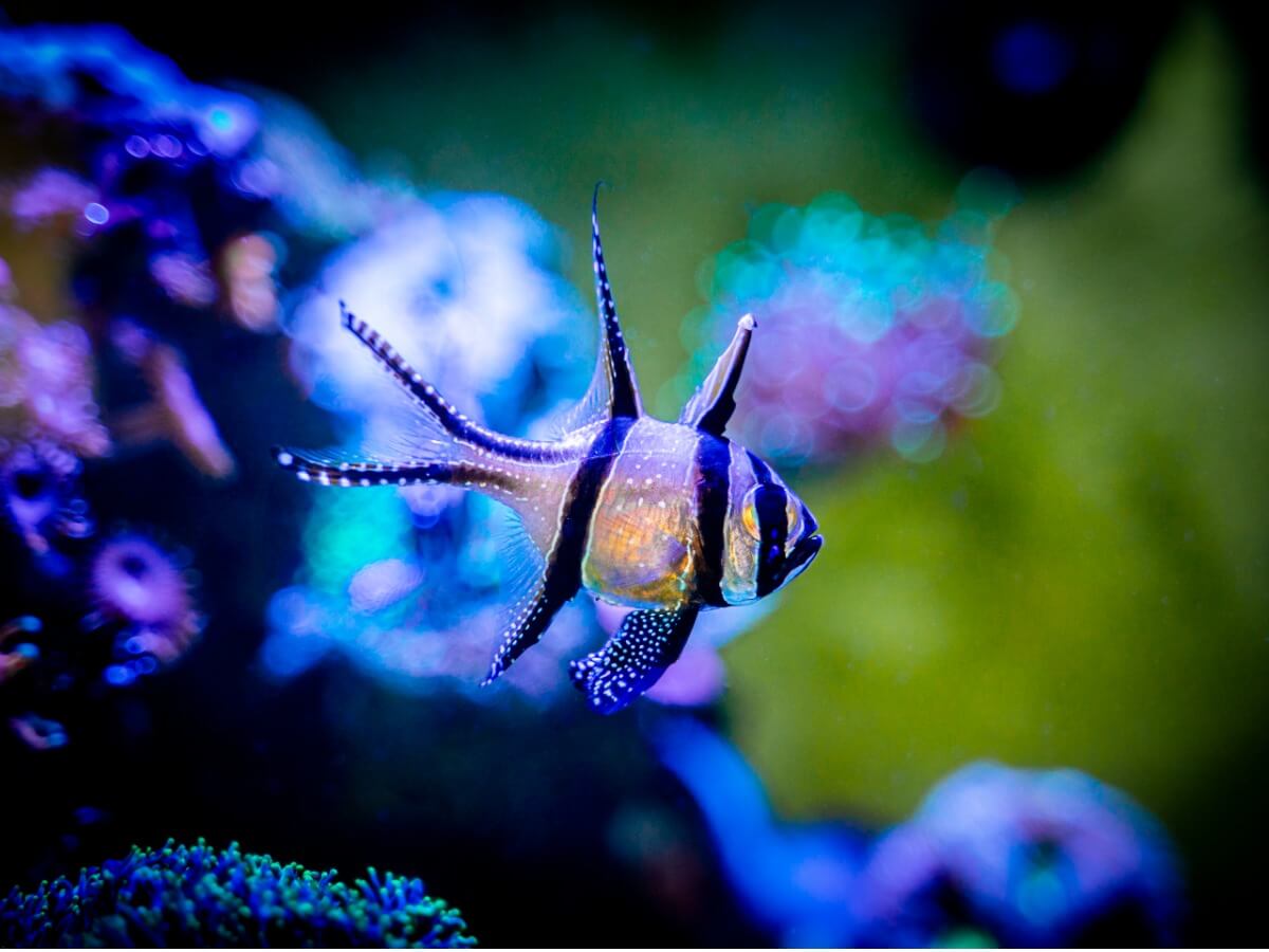 Un cardenal de Banggai en un acuario.