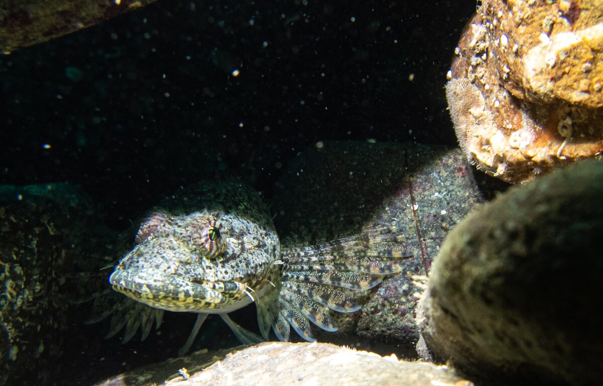 Un pez sobre una cueva.