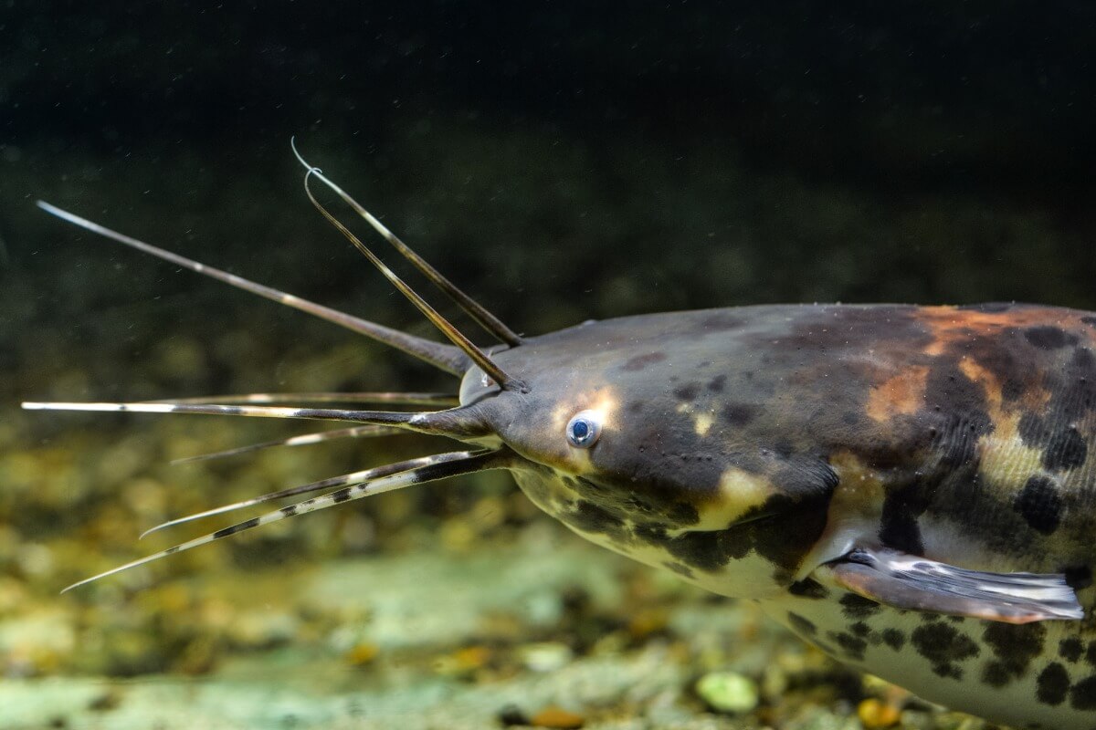 Le visage d'un poisson-chat.