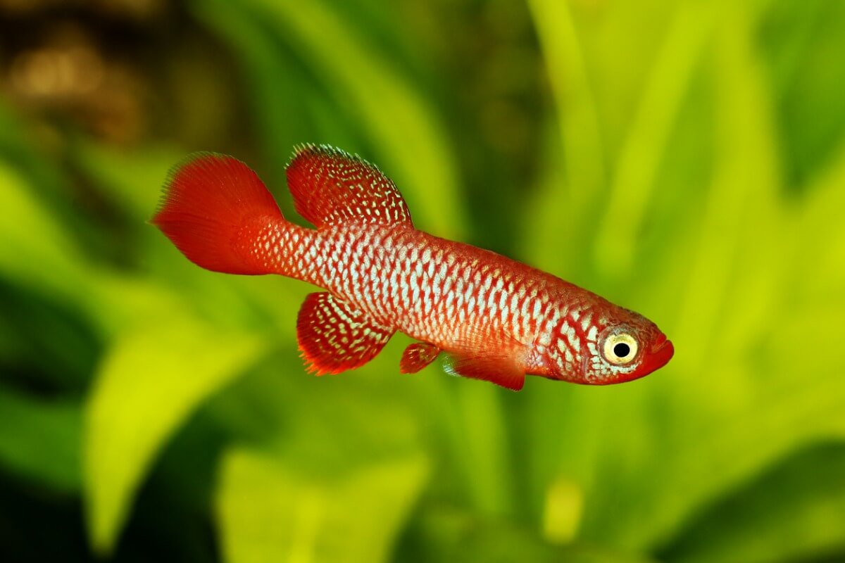 Uno degli animali meno longevi al mondo.