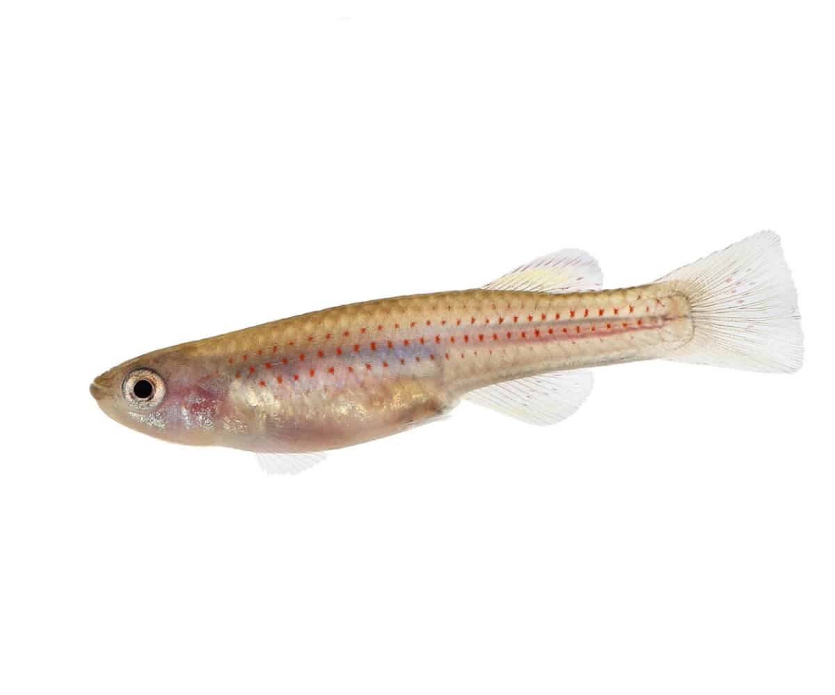 Uno de los peces que respiran fuera del agua.