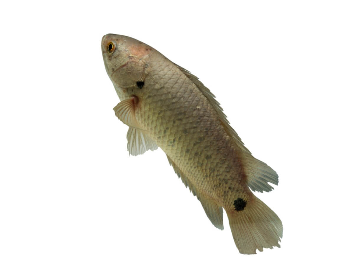 Un pesce rampicante su uno sfondo bianco. Pesci che respirano fuori dall'acqua.